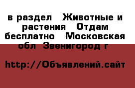  в раздел : Животные и растения » Отдам бесплатно . Московская обл.,Звенигород г.